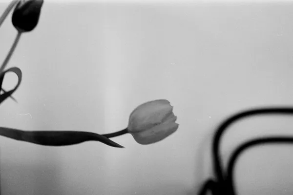 Flowers as healers